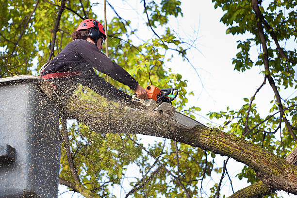 Best Tree Trimming and Pruning  in Bellevue, OH