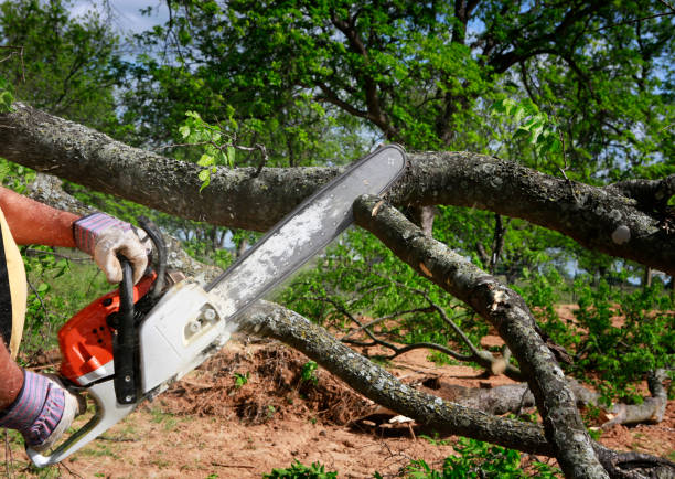 Best Utility Line Clearance  in Bellevue, OH